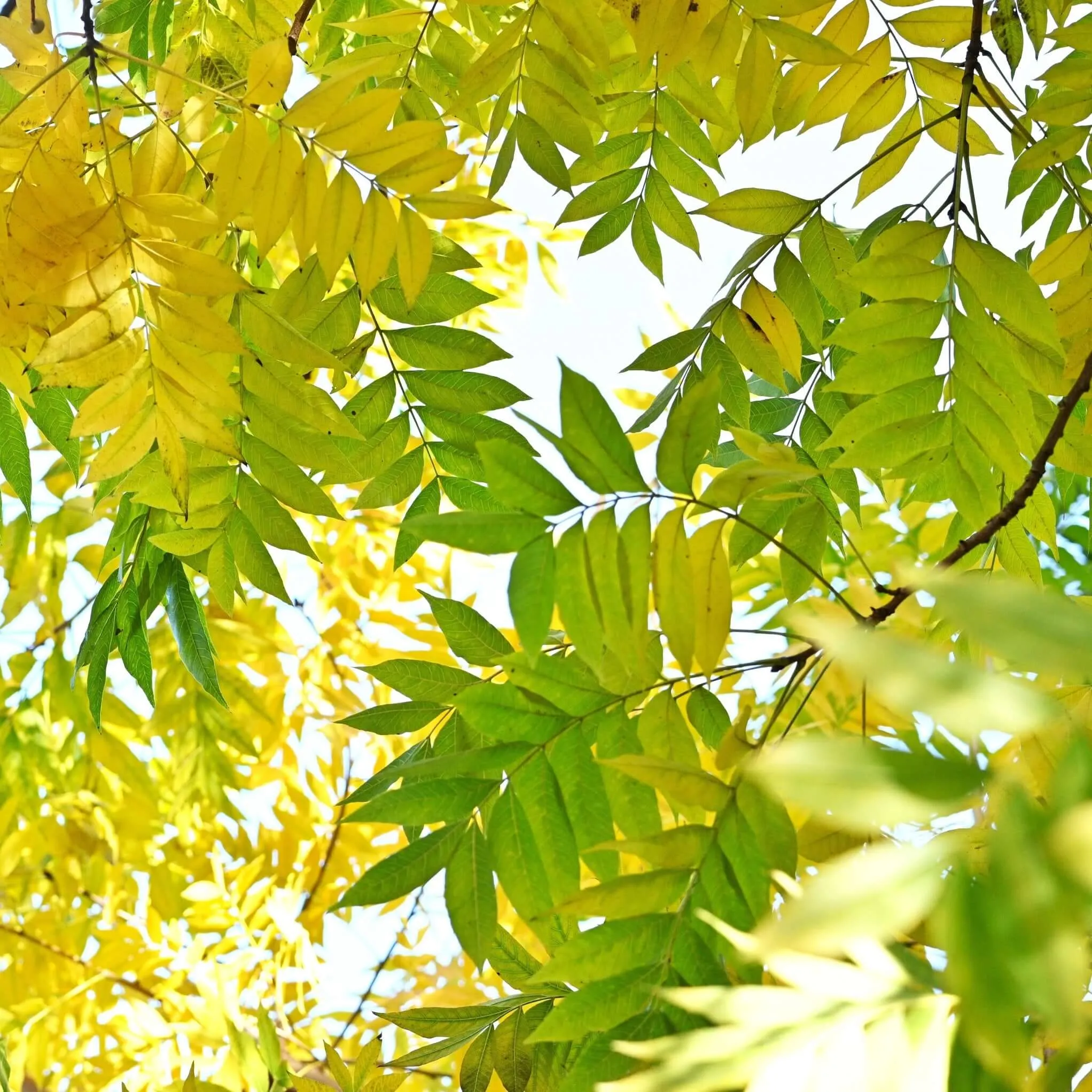 Chinese Pistache Tree