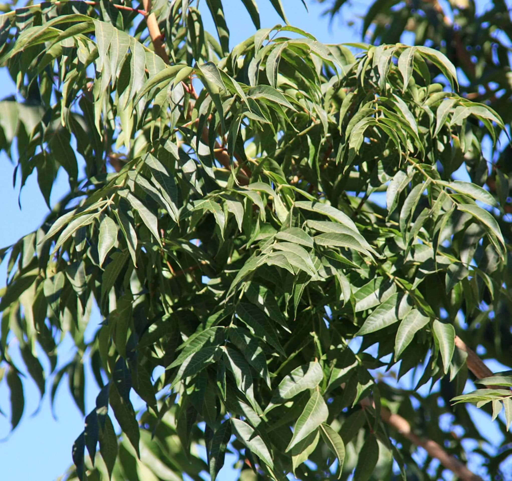 Chinese Pistache Tree