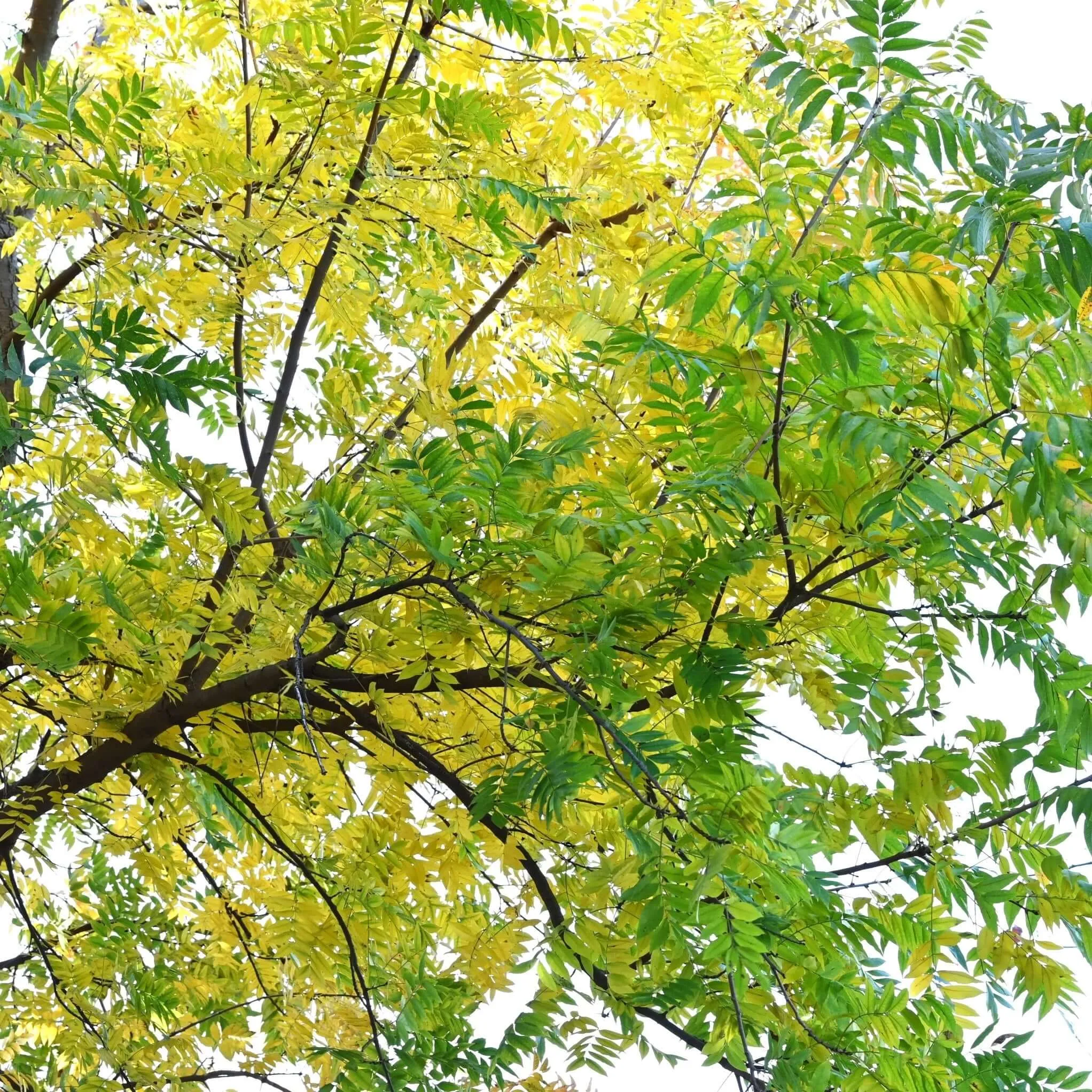 Chinese Pistache Tree