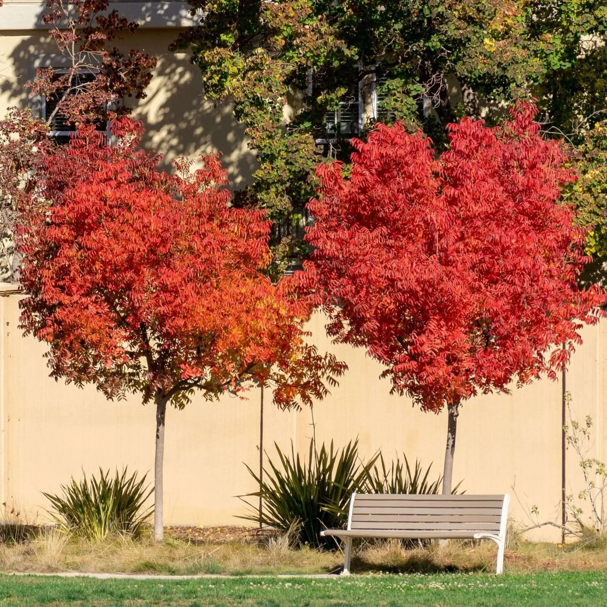 Chinese Pistache Tree