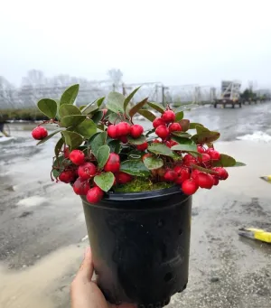 Christmas Wintergreen