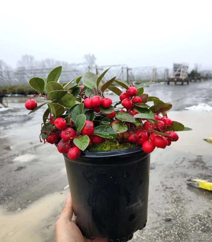 Christmas Wintergreen