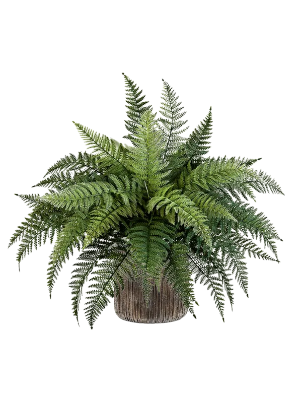 Fern in Baq Luxe Lite Universe Waterfall Office Plant With Pot 68cm Height 19cm Dia