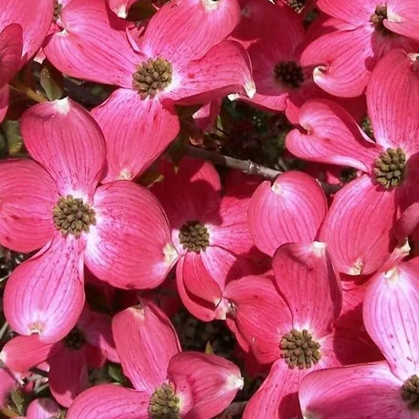 Red Dogwood Tree