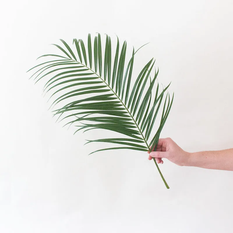 Robellini Palm Greenery