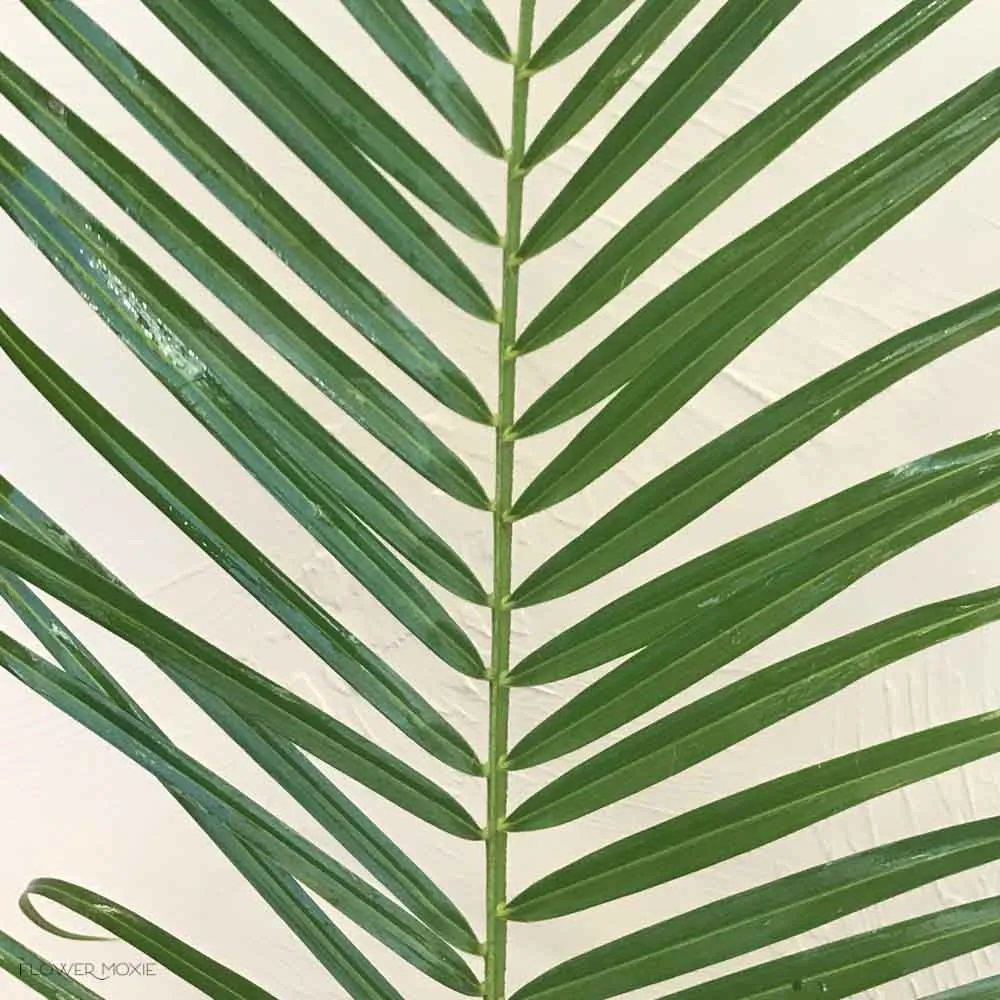 Robellini Palm Greenery