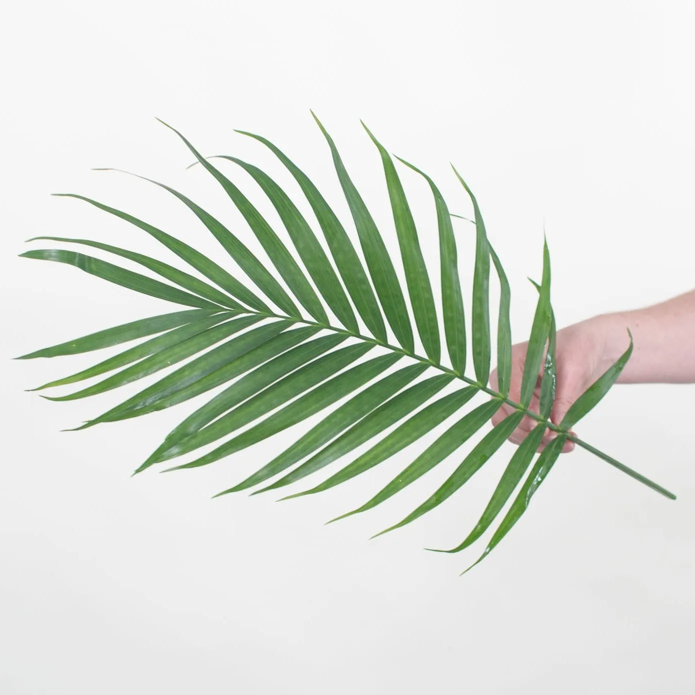 Robellini Palm Greenery