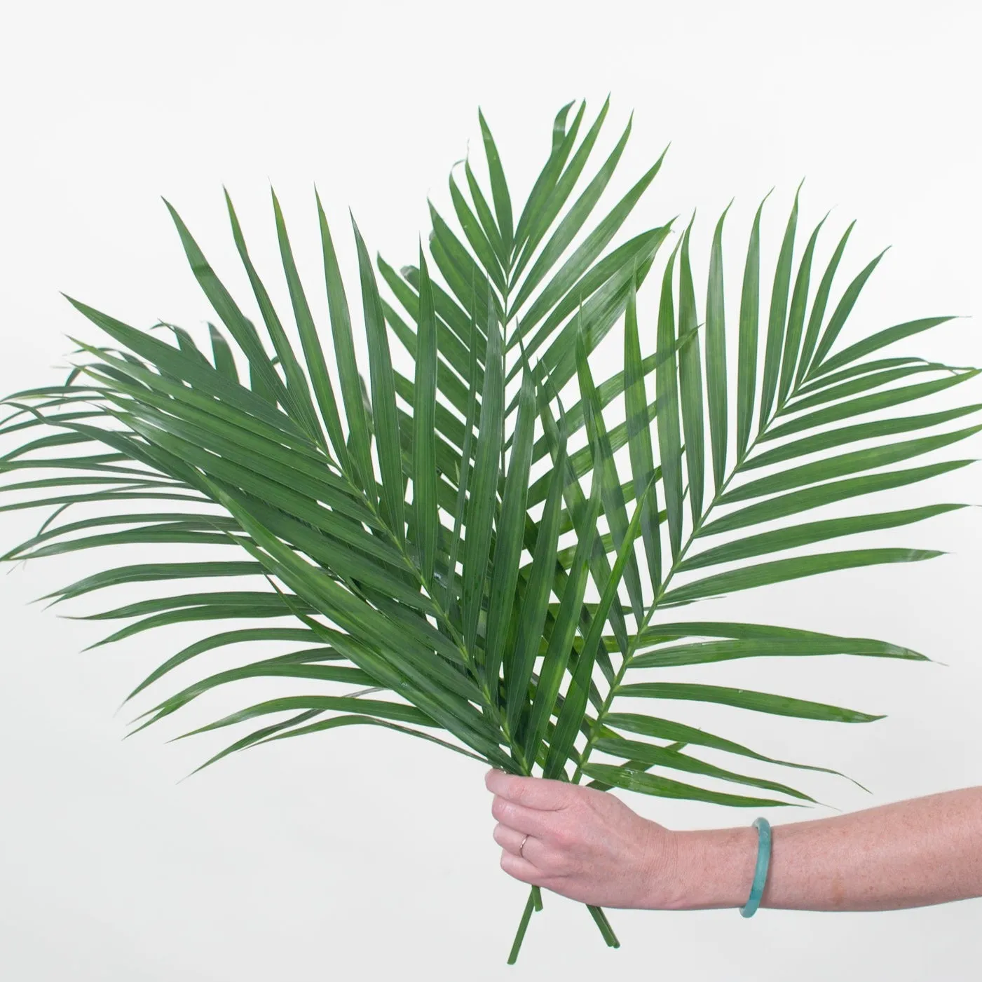 Robellini Palm Greenery