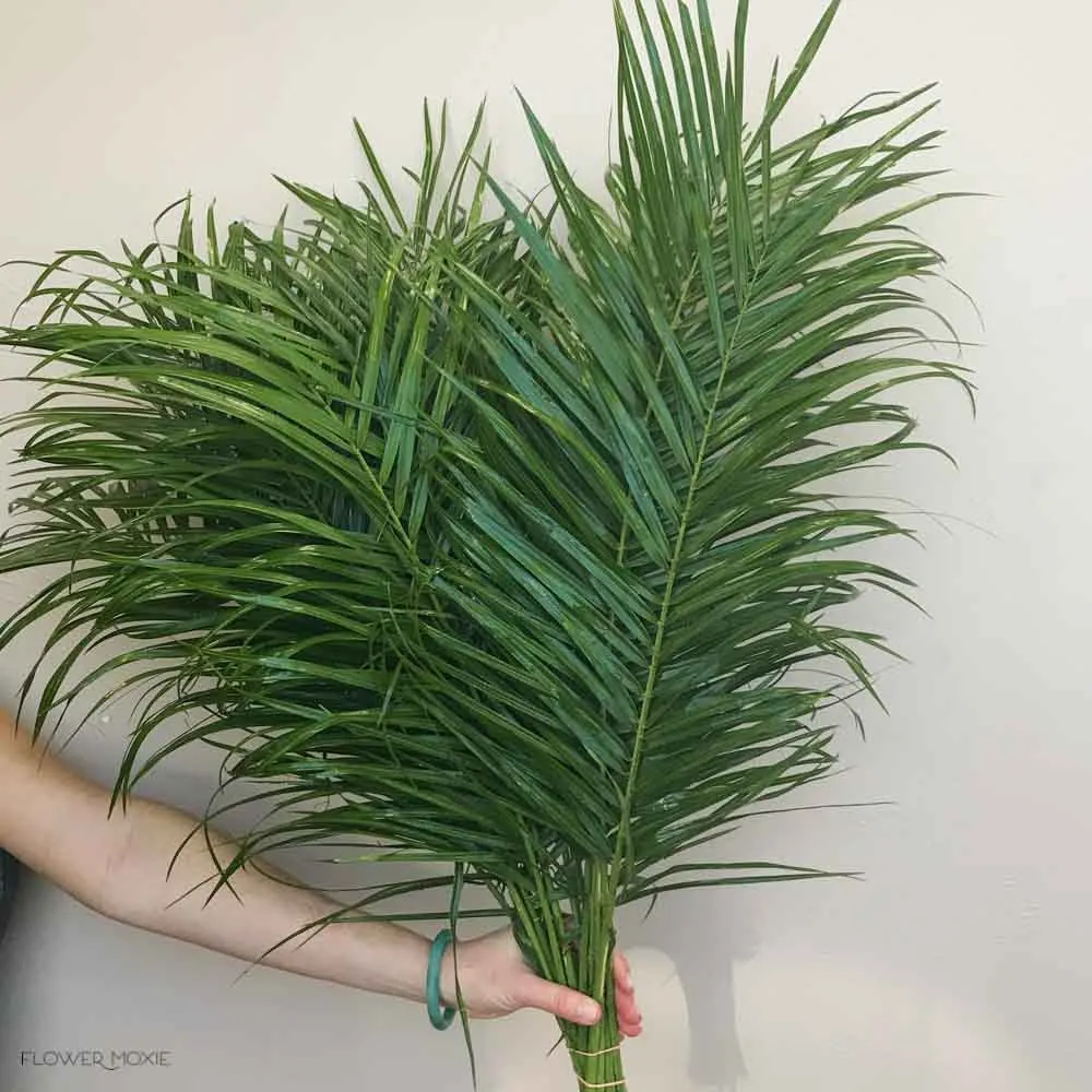 Robellini Palm Greenery
