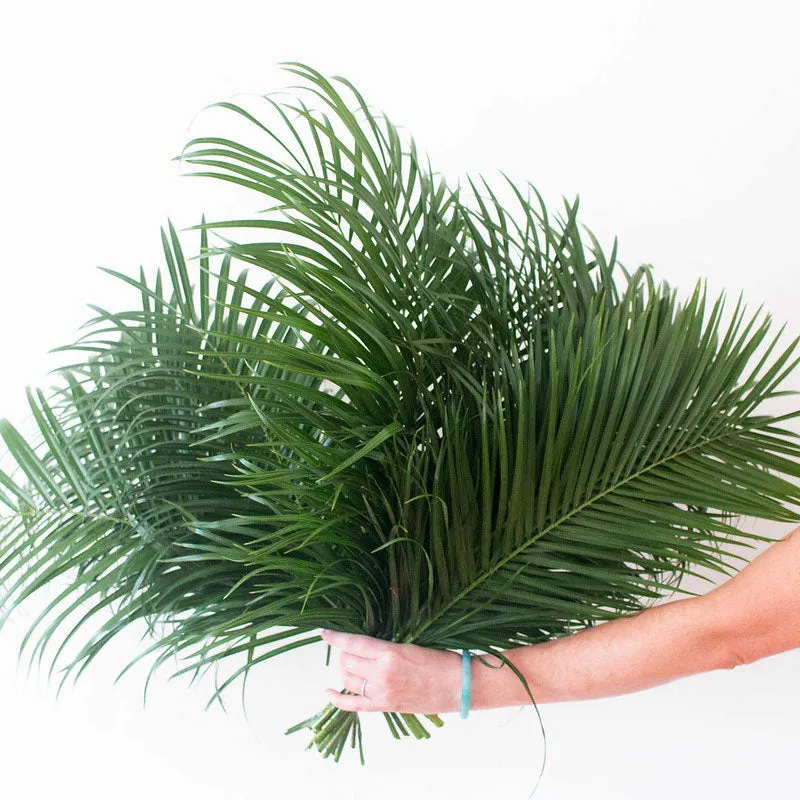 Robellini Palm Greenery