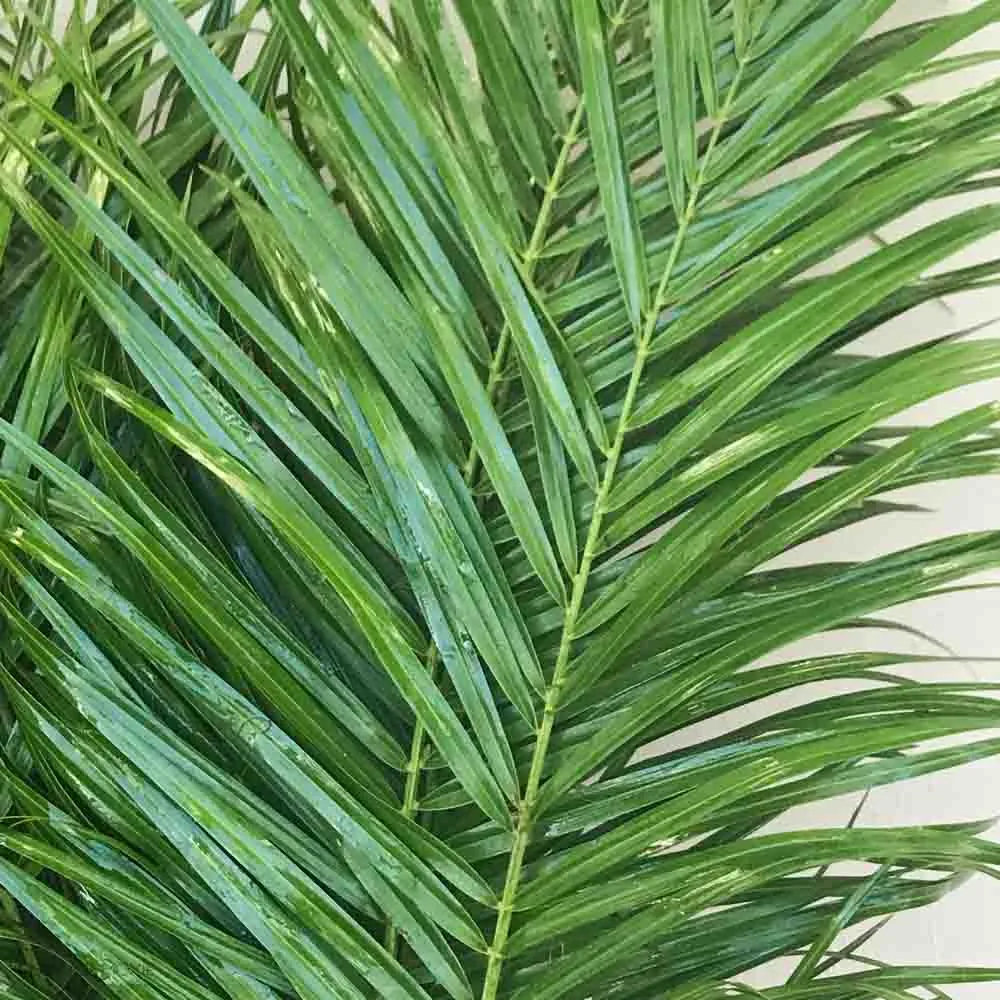 Robellini Palm Greenery