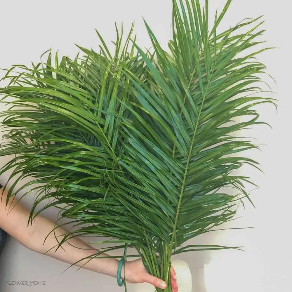 Robellini Palm Greenery